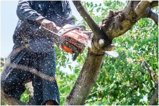 tree services Snyderville